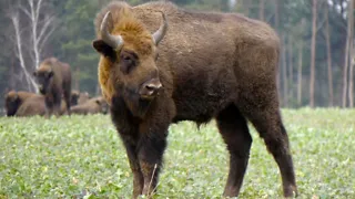 Spot wisenten en Schotse hooglanders in het Kraansvlak