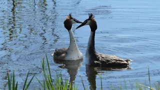 Kom tot rust bij het Vogelmeer