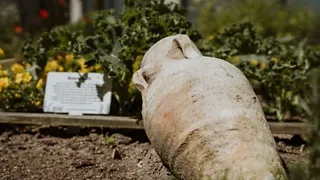 11:00 uur: Wandelen door de idyllische Romeinse pluktuin