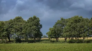 Beschrijving