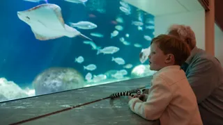 ARTIS-Aquarium