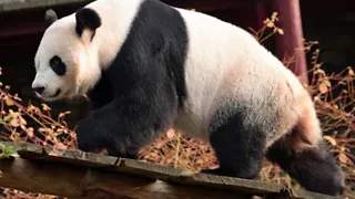 Ouwehands Dierenpark